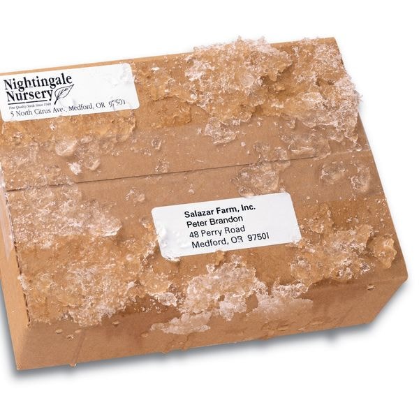 Avery® WeatherProof™ Mailing Labels with TrueBlock® Technology for Laser Printers 5520, 1" x 2-5/8", 1500PK
