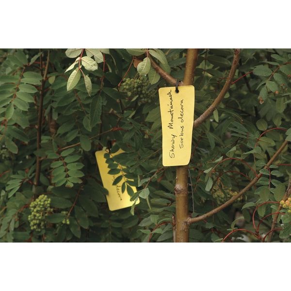 Blank Tag, 6-1/4 x 3-1/8 In, Yel, PK100