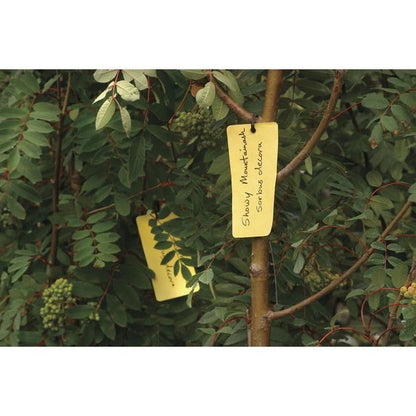 Blank Tag, 6-1/4 x 3-1/8 In, Yel, PK100