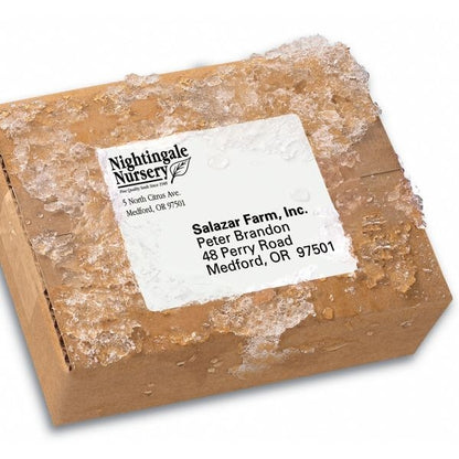 Avery® WeatherProof™ Mailing Labels with TrueBlock® Technology for Laser Printers 5524, 3-1/3" x 4", Box of 300
